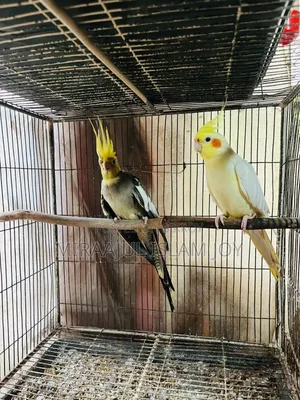 Breeding Pair Cockatiel