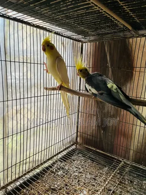 Breeding Pair Cockatiel