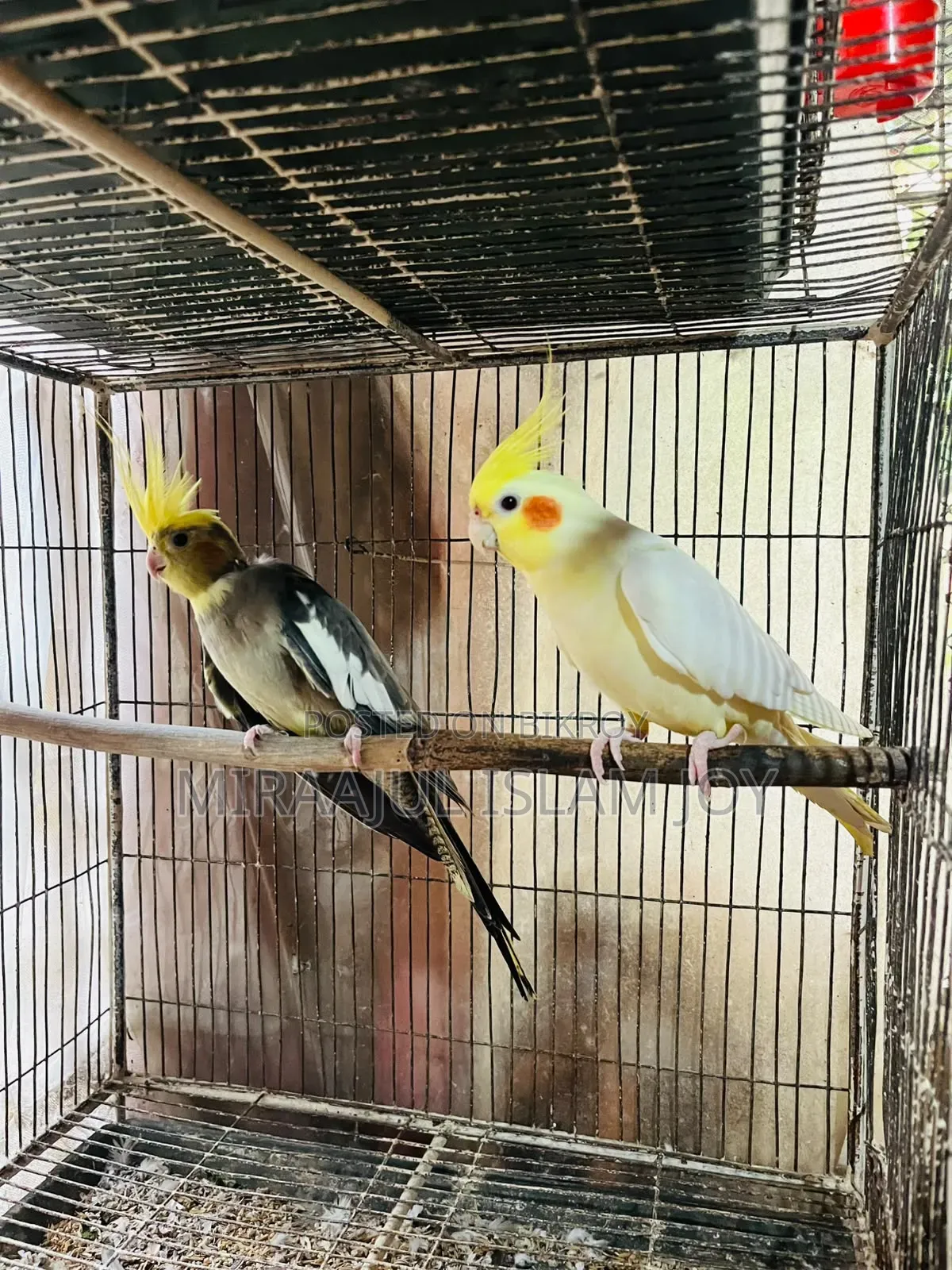 Breeding Pair Cockatiel