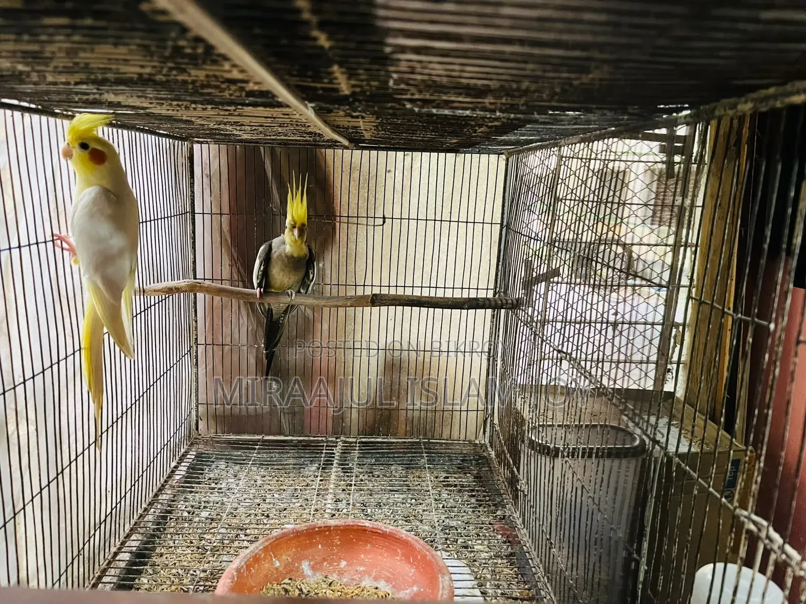 Breeding Pair Cockatiel