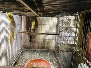 Breeding Pair Cockatiel