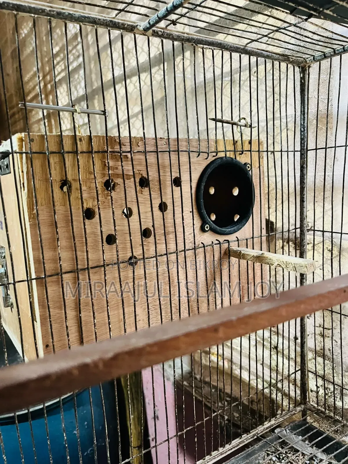 Breeding Pair Cockatiel