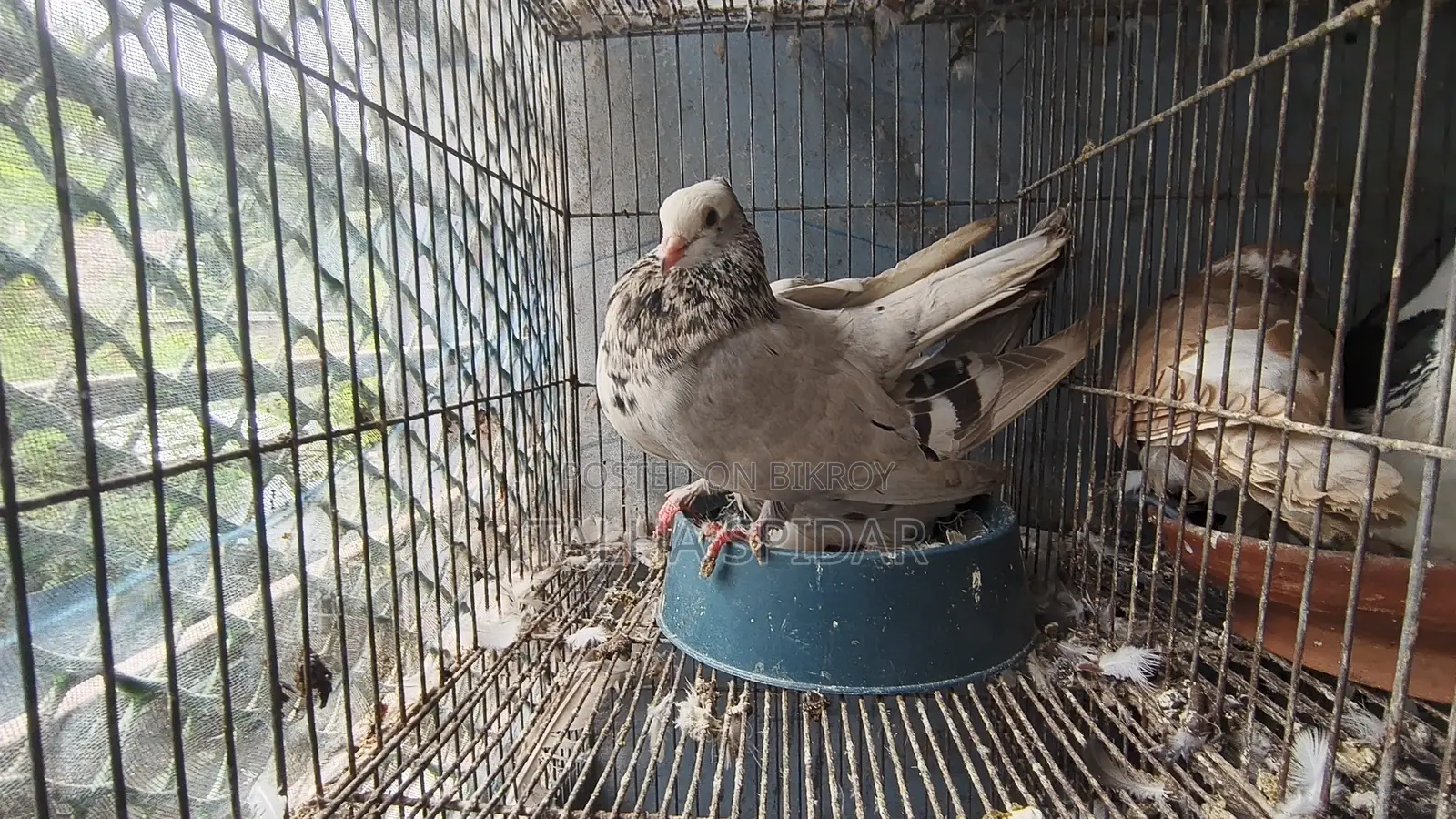 Many pigeons with cage at a low price.