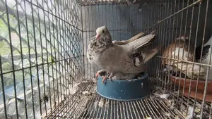 Many pigeons with cage at a low price.