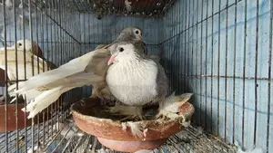 Many pigeons with cage at a low price.
