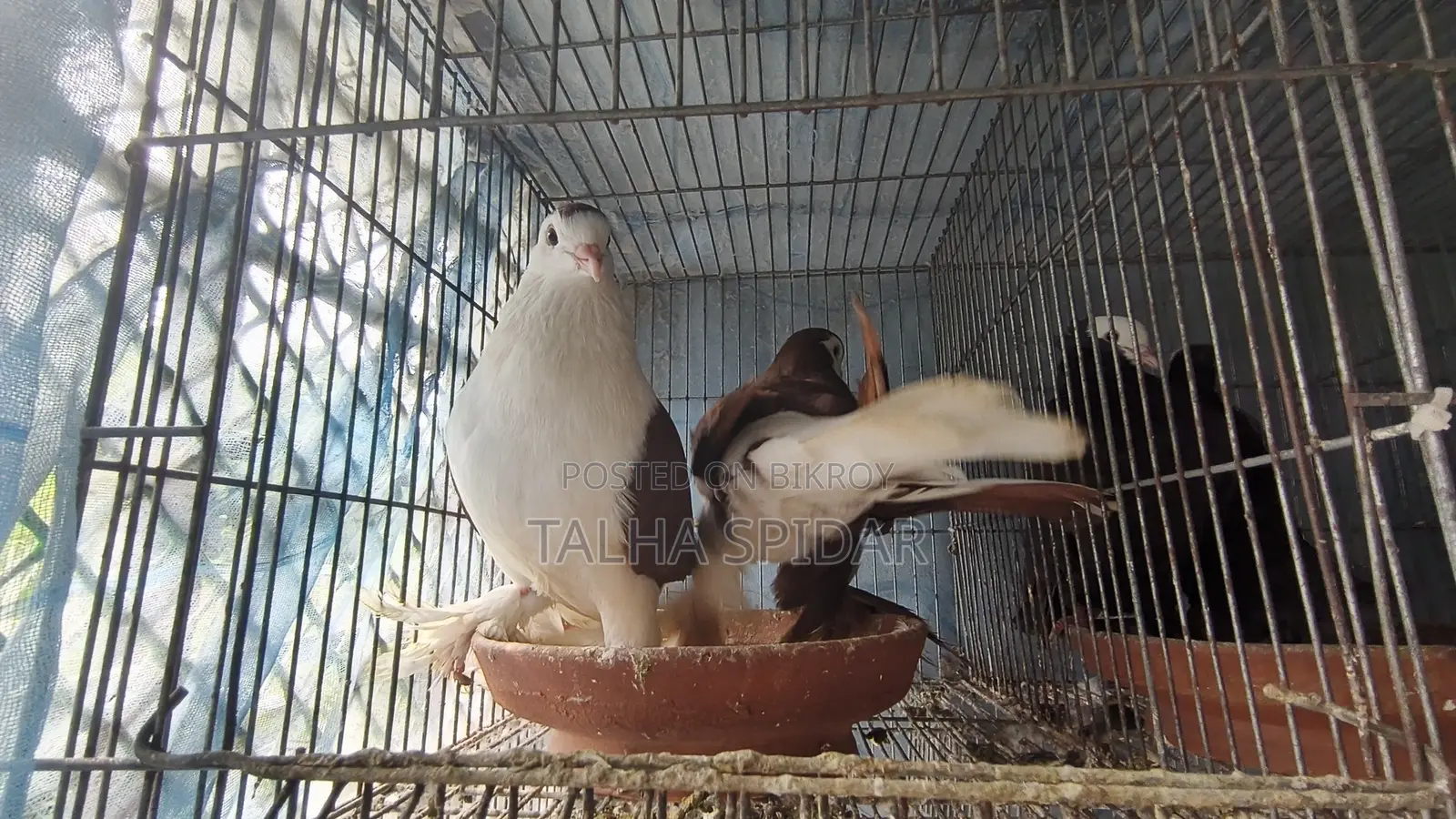 Many pigeons with cage at a low price.
