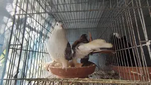 Many pigeons with cage at a low price.