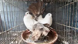 Many pigeons with cage at a low price.