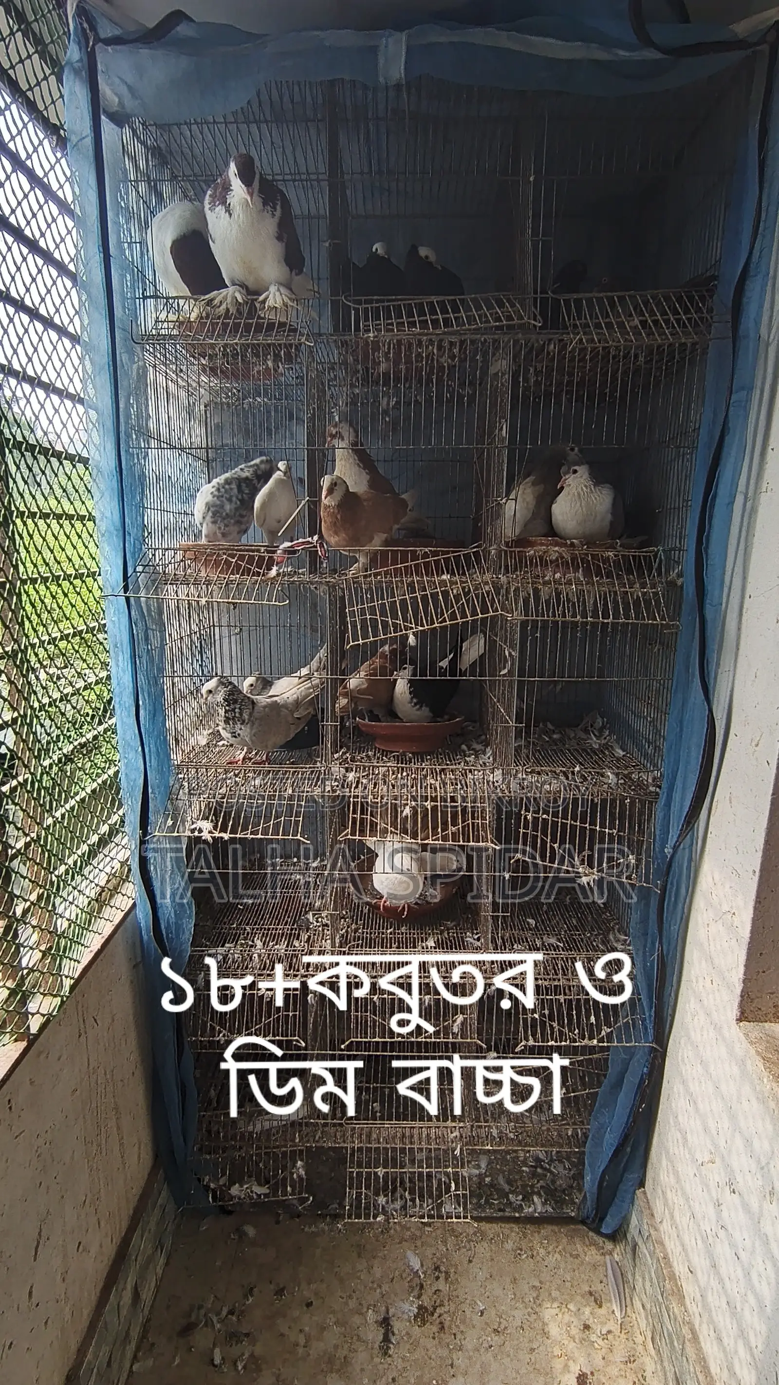 Many pigeons with cage at a low price.