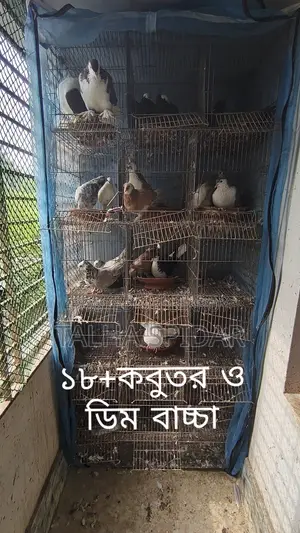 Many pigeons with cage at a low price.