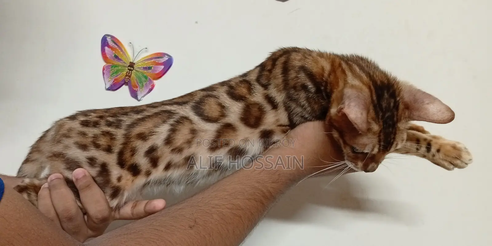 6-12 months Female Purebred Bengal