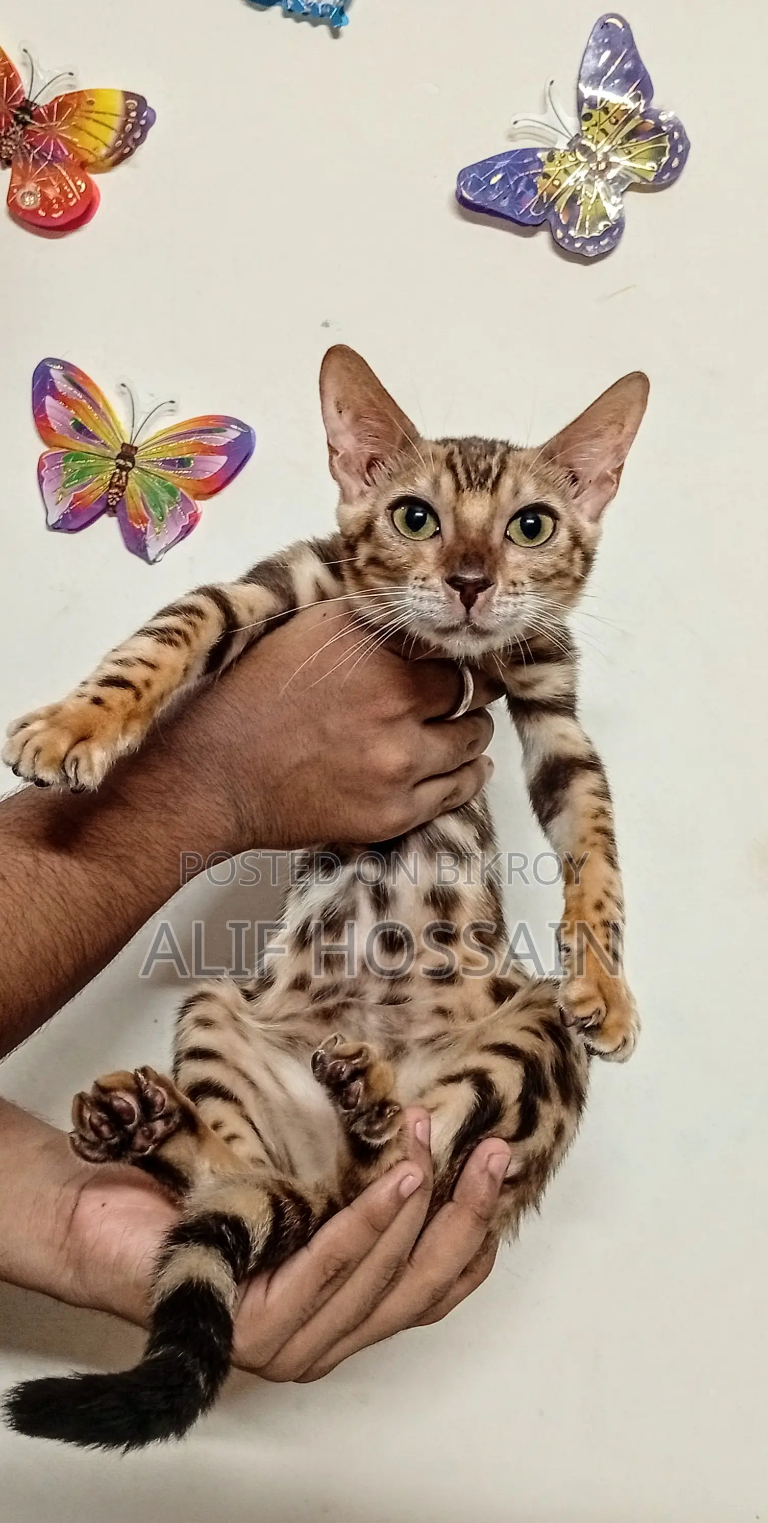 6-12 months Female Purebred Bengal