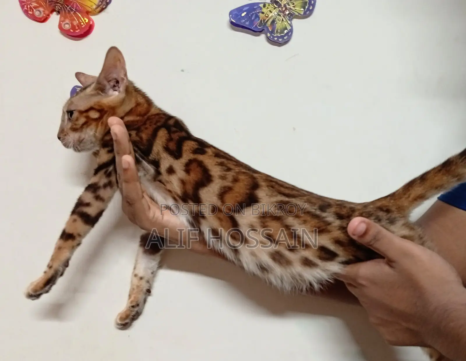 6-12 months Female Purebred Bengal