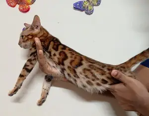 6-12 months Female Purebred Bengal