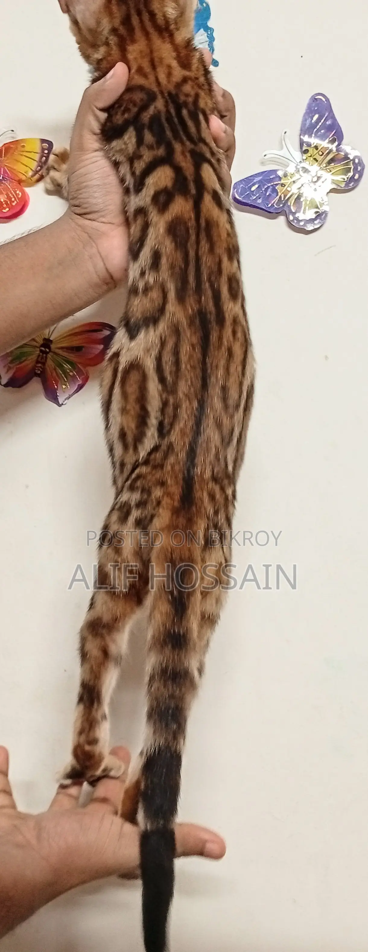6-12 months Female Purebred Bengal