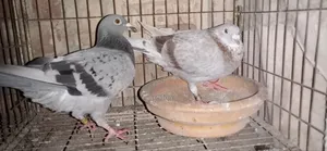 Racer Pair