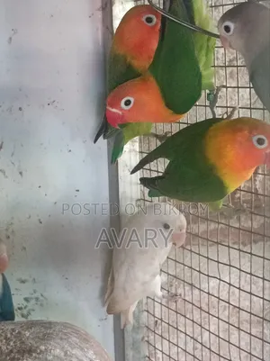 মিস্টি পারব্লু