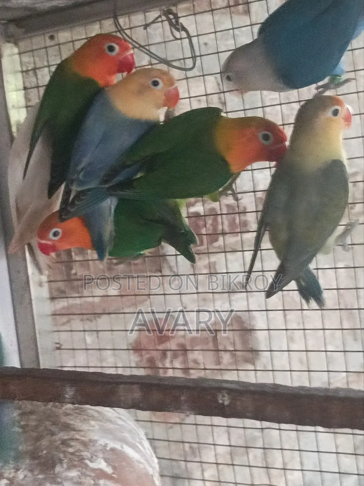মিস্টি পারব্লু