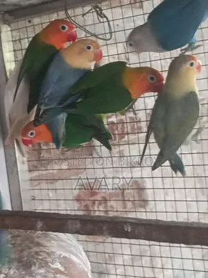 মিস্টি পারব্লু