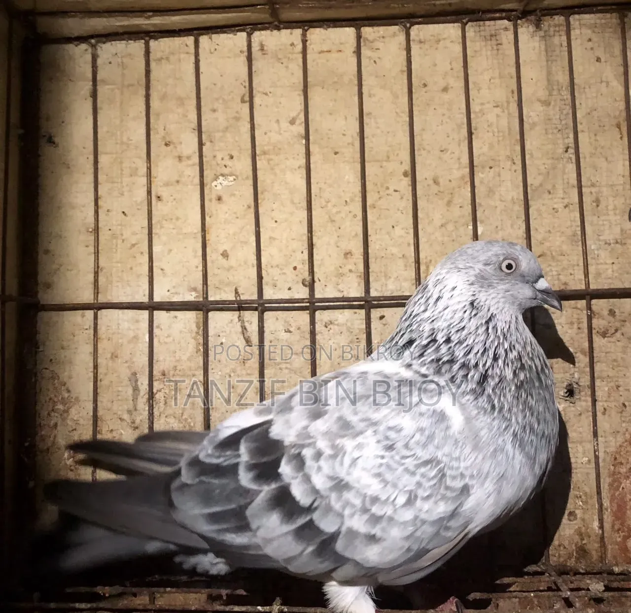 Silver Aluminum