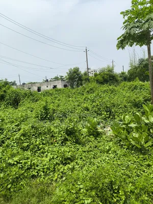 Sector:16, Near IBA Club 5 Katha Plot Urgent Sale in Purbachal