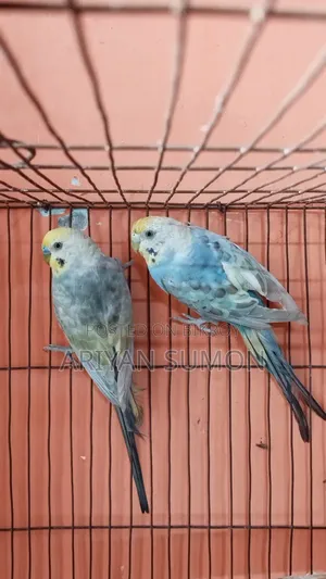 Running Pair of Lovebirds