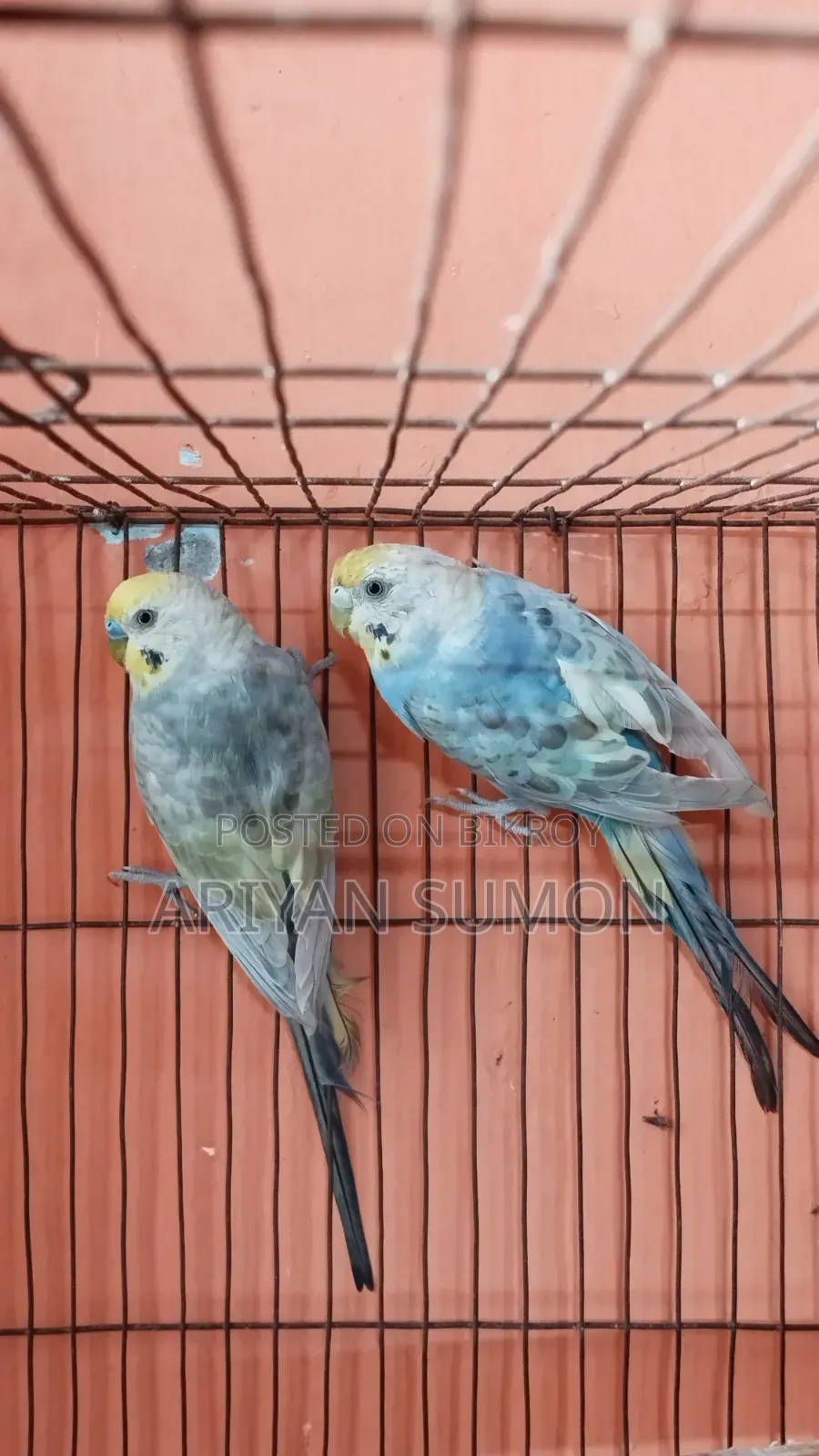 Running Pair of Lovebirds