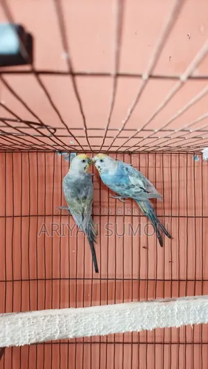 Running Pair of Lovebirds