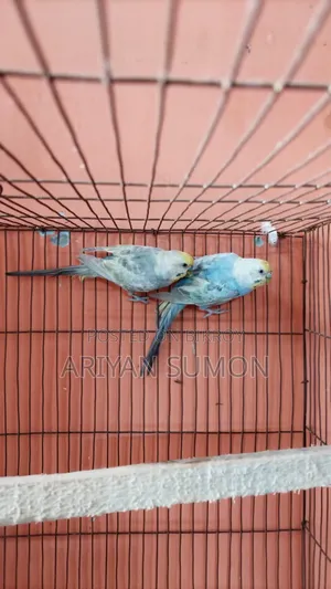 Running Pair of Lovebirds