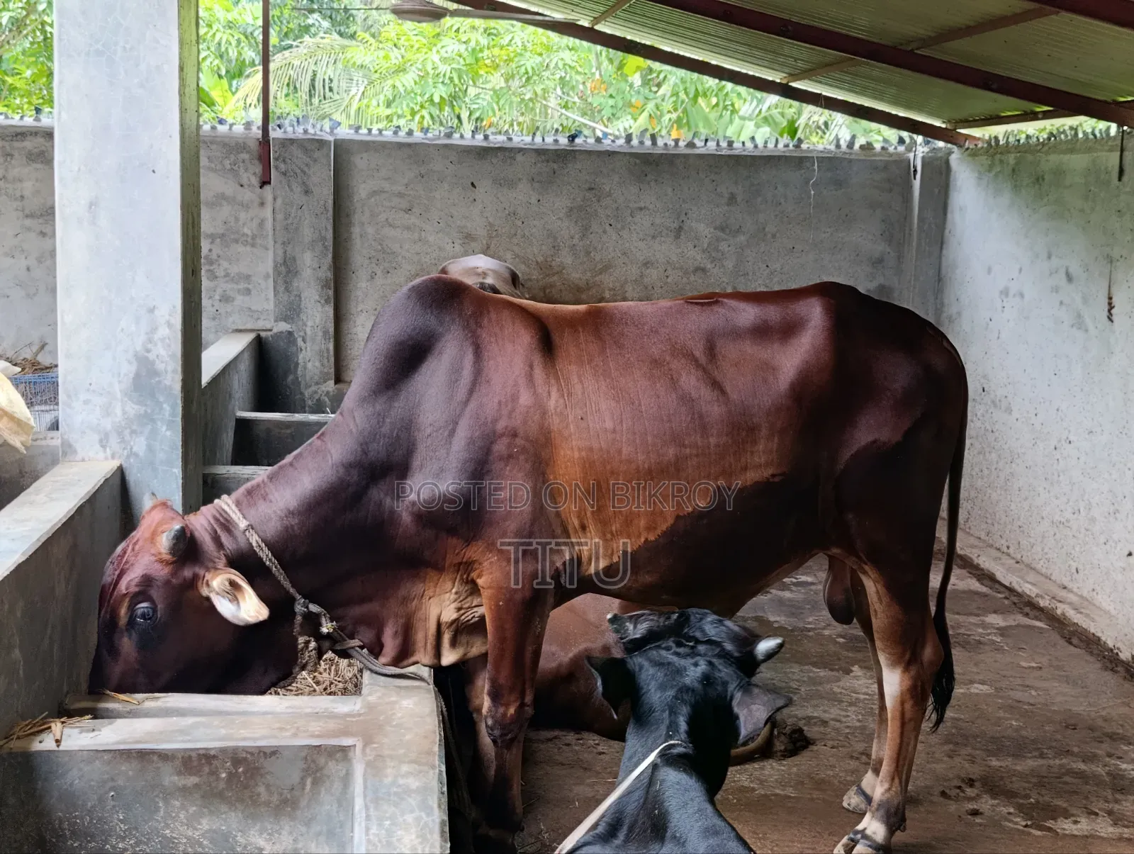 ষাড় গরু দেশী মিক্সড