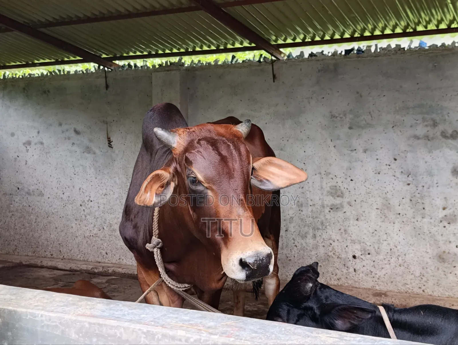 ষাড় গরু দেশী মিক্সড
