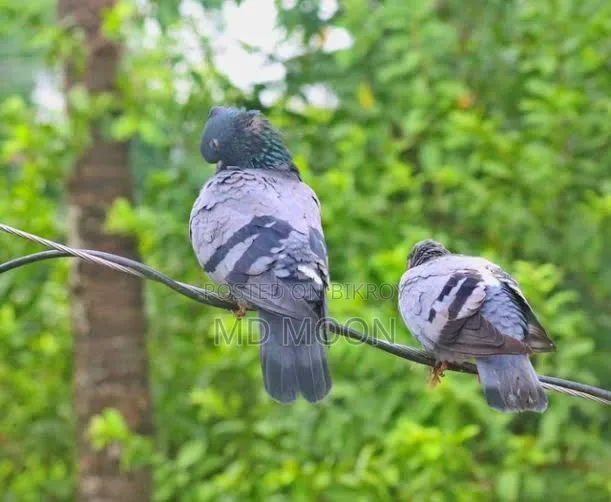 Deshi Pigeon