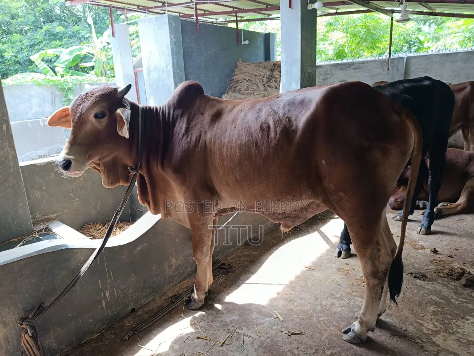 দেশী ষাড় গরু