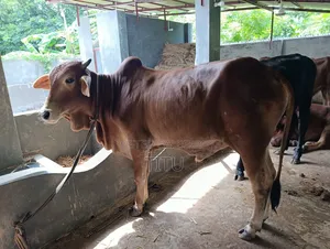 Local Bull