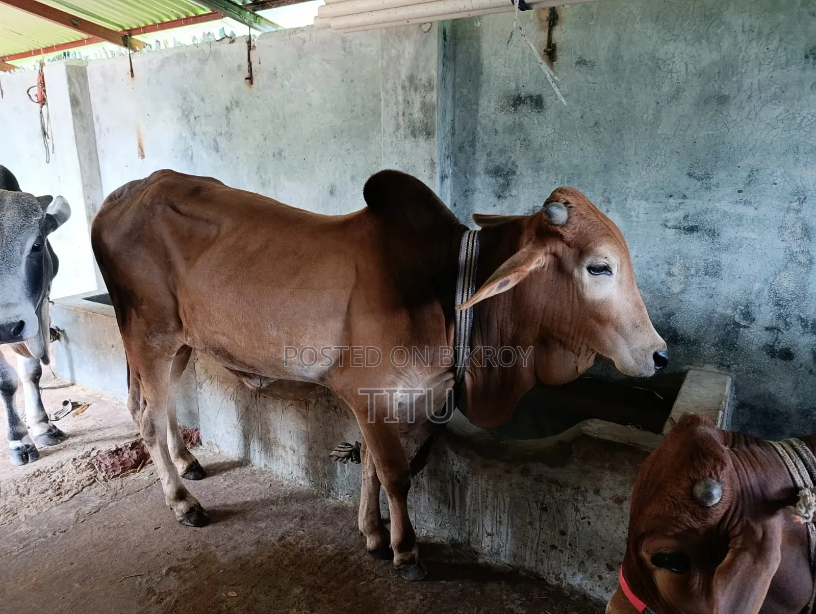 দেশী ষাড় গরু