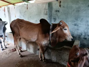 দেশী ষাড় গরু