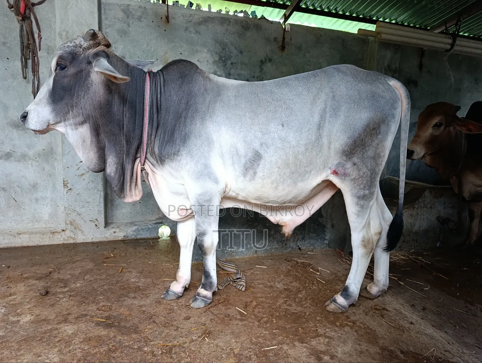 Local Mixed Bull