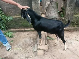 তোতাপুরী ক্রস পাঠা বিক্রি হবে