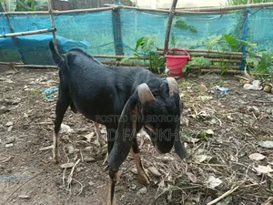 তোতাপুরী ক্রস পাঠা বিক্রি হবে