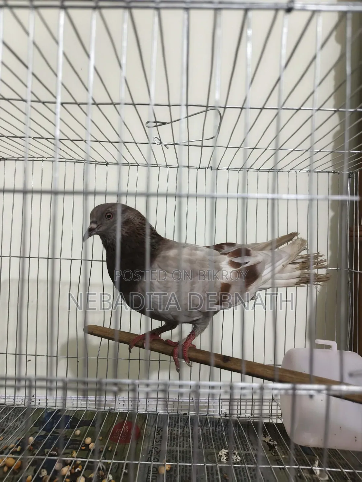 Running Golla Female Pigeon