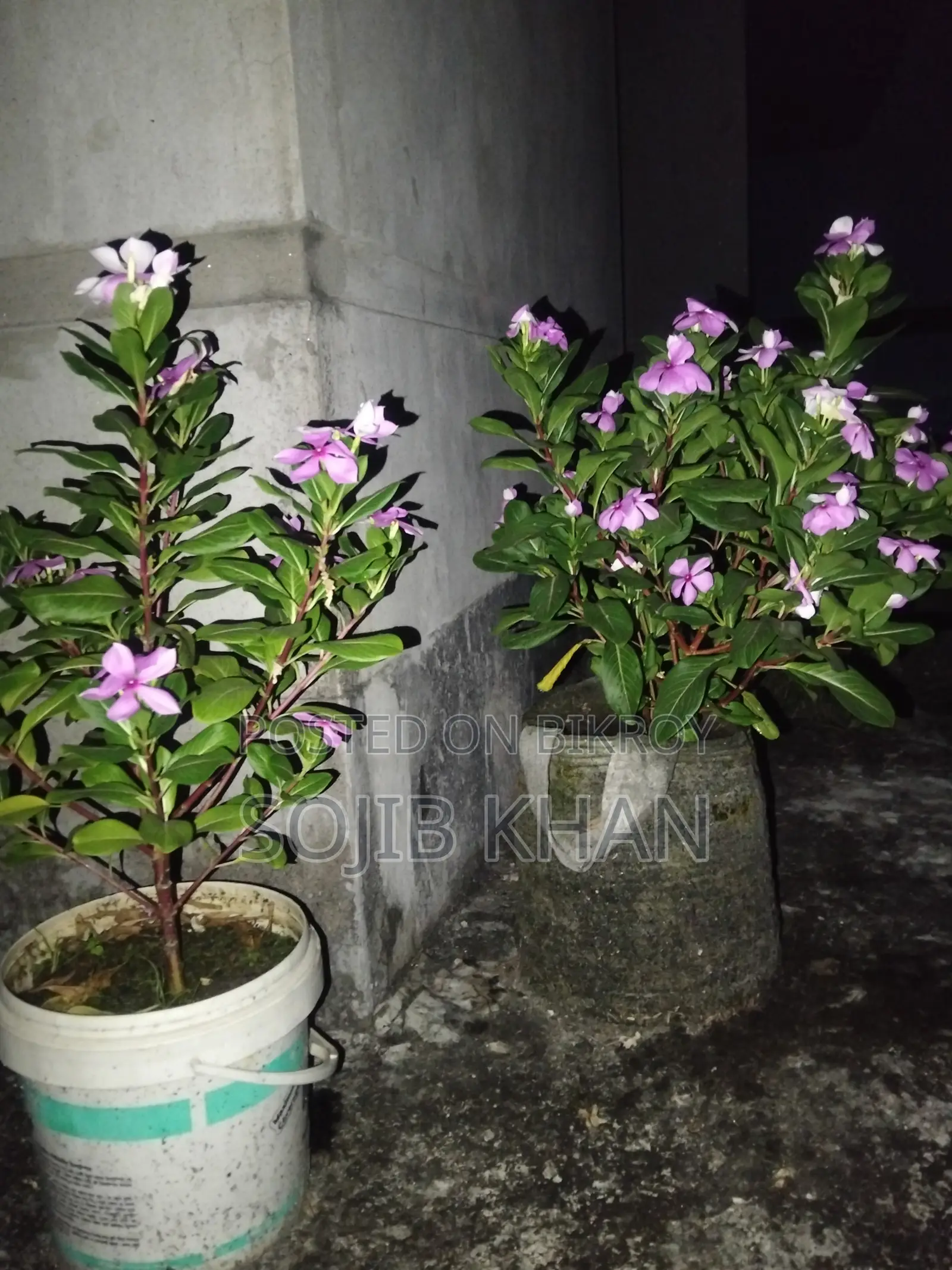২ টা ফুল গাছ।