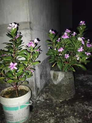 ২ টা ফুল গাছ।