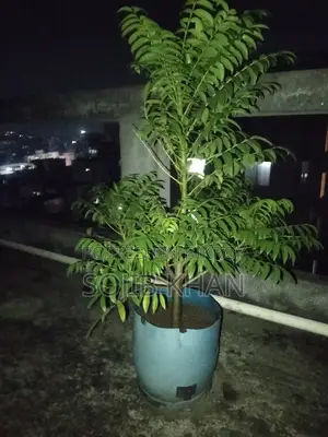 আমড়া গাছ বিক্রি হবে