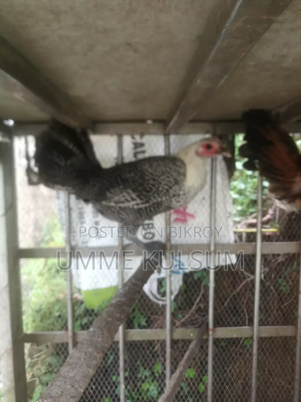 2pc Fayoumi Chicken for Sale