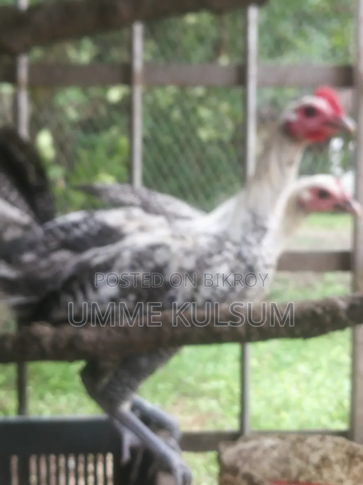 2pc Fayoumi Chicken for Sale