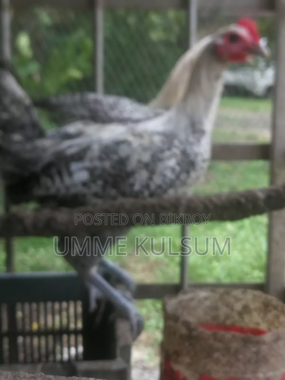 2pc Fayoumi Chicken for Sale