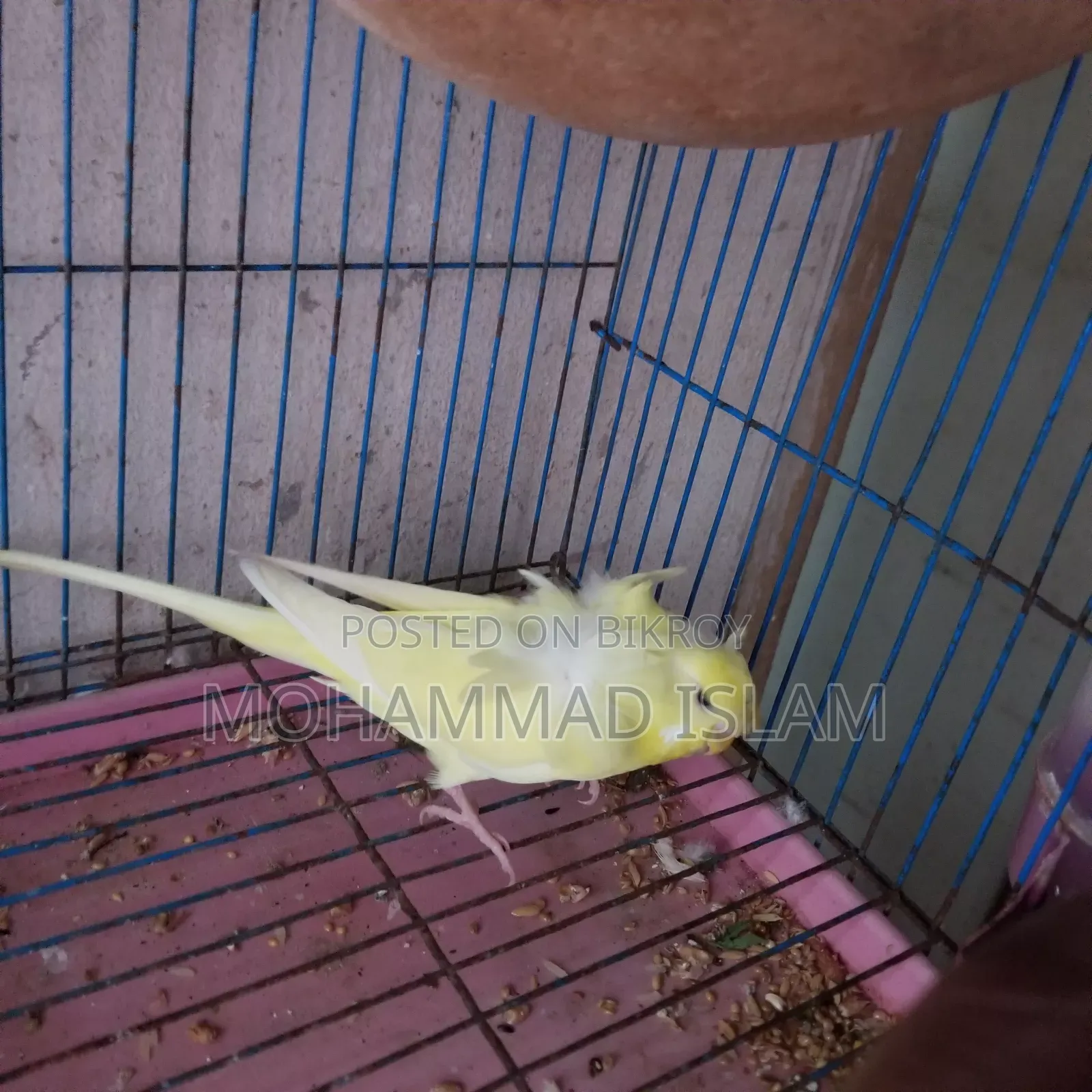 Japanese Budgerigar