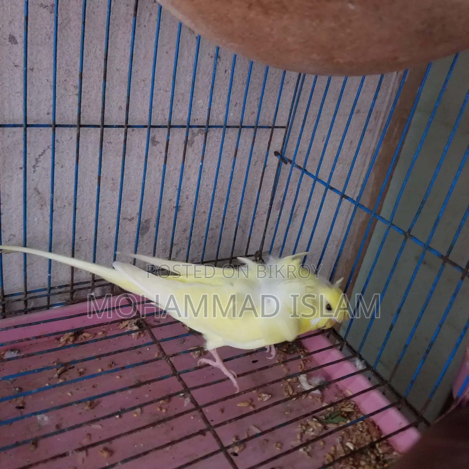 Japanese Budgerigar