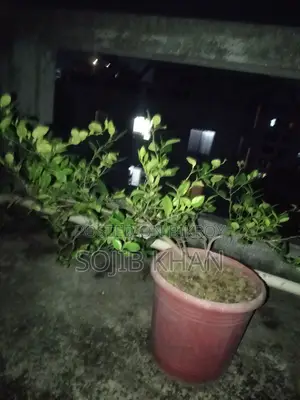 লেবু গাছ বিক্রি হবে