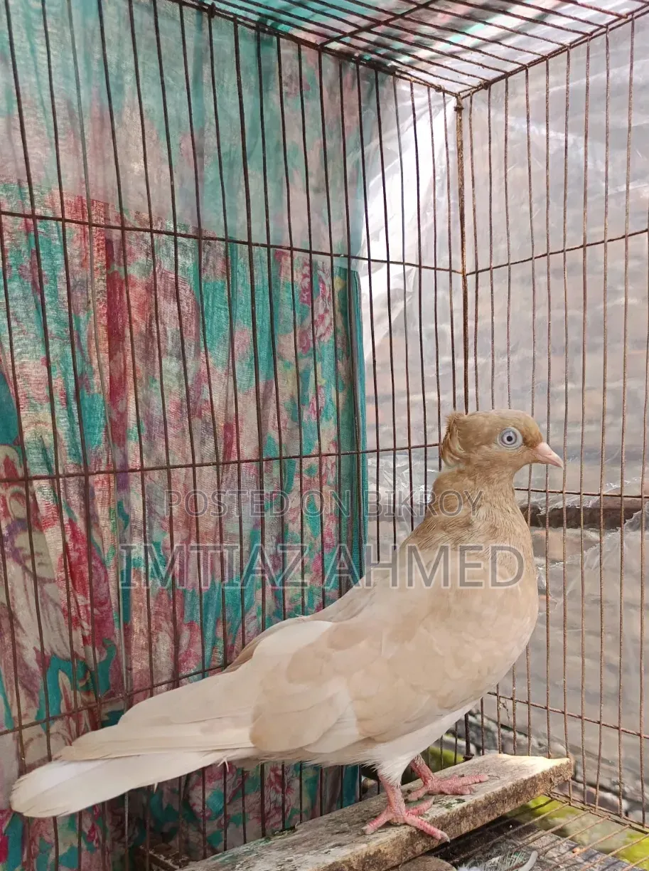 ঘিয়াচুল্লী নর কবুতর